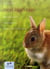 Mon lapin nain
