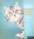 Gueules de chats