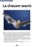 La chauve-souris