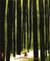 Le Petit Chaperon rouge