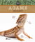 L'agame barbu