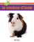Le cochon d'inde
