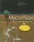 Mycorrhizas - the new green revolution