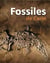FOSSILES DE CERIN