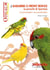 Le kakariki à front rouge ou perruche de Sparrman - cynoramphus novaezelandiae