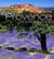 Provence remarquable - var, alpes-de-haute-provence, vaucluse, bouches-du-rhône