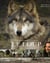 Le loup, sauvage et fascinant