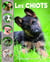 Tout un monde en photos : Les chiots