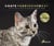 Chats passionnement