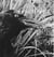 Jim dine birds