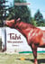 Talvi, ma passion t.1