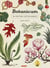 Botanicum : 28 posters detachables