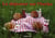 Dejeuner sur l herbe (le)