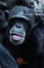 Jorge, le super bonobo