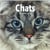 Chats : calendrier (édition 2022)