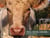 Veau, vache, cochon...