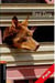 OBWL 3E LEVEL 2: RED DOG AUDIO CD PACK