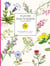 Fleurs sauvages à colorier : Planches détachables à colorier ou à peindre