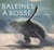 Portraits naturelles baleines a bosses