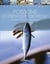 Poissons et méthodes de pêche