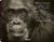 Face to face : with the great apes