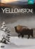 Yellowstone, la lutte pour la vie