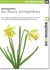 Miniguide 20 - Les fleurs printanières