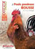 La poule pondeuse rousse