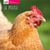 La poule