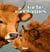 Tout sur la vache des montagnes