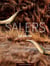 Salers la vache