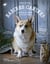 Babines canines : gamelles, friandises & toutou cakes (40 recettes alléchantes à mettre entre toutes les pattes)