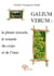 Galium verum - la plante miracle, le remède du corps et de l'âme