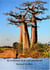 Il a neigé sur les baobabs