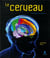 Le cerveau - à la conquête des hémisphères