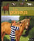 Les poneys