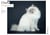 Semainier 2024 - Chats mignons