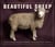 Beautiful sheep