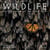 Wildlife Photographer of the Year : Les plus belles photos de nature (édition 2024)