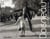 Doisneau en 365 photographies