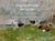 Eugène Boudin, les vaches, esquisses du paysage normand