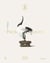 Packshots : 300 fine taxidermy artworks