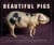Beautiful pigs