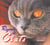Regards de chats