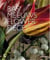 Bas Meeuws : flower pieces