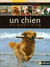 Un chien au quotidien