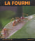 La fourmi
