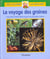 Le voyage des graines