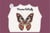 Monsieur butterfly