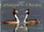 Camargue des oiseaux